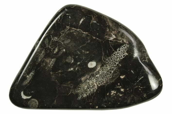 Polished Devonian Fossil Coral and Bryozoan Plate - Morocco #290335